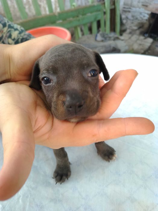 Продаются щенки питбуля цена 300 у.е