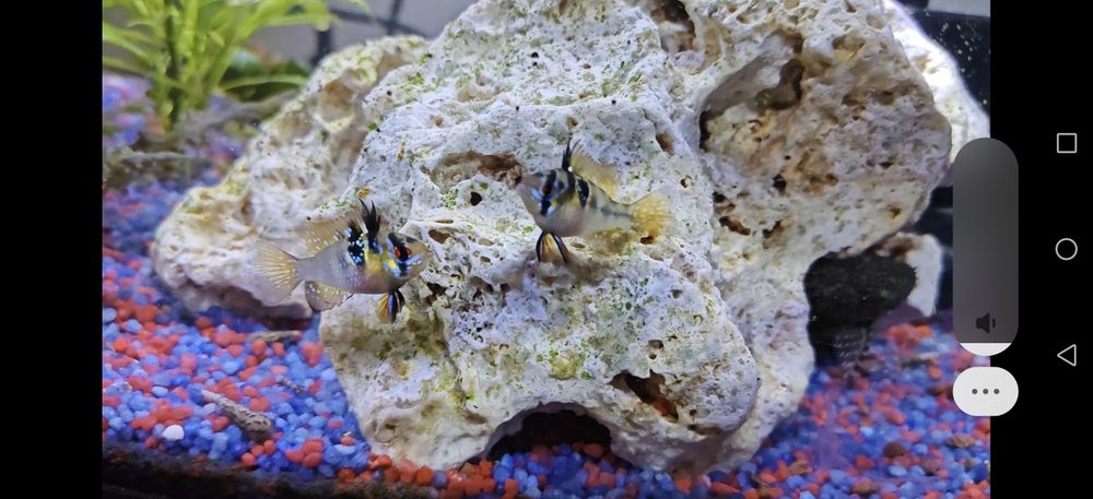 Schimb acara blue electric ,gupy,plante,ancistrusi