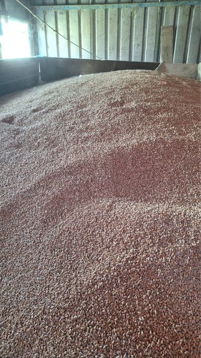 Vând grâu 1,20 lei/kg