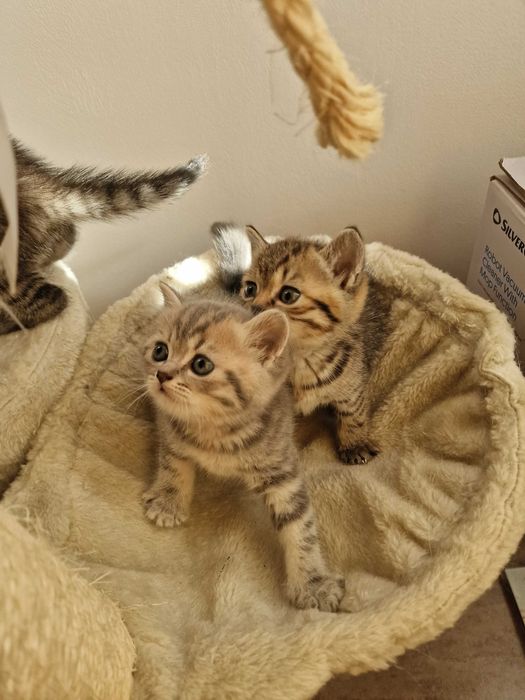 Британски котета - коте