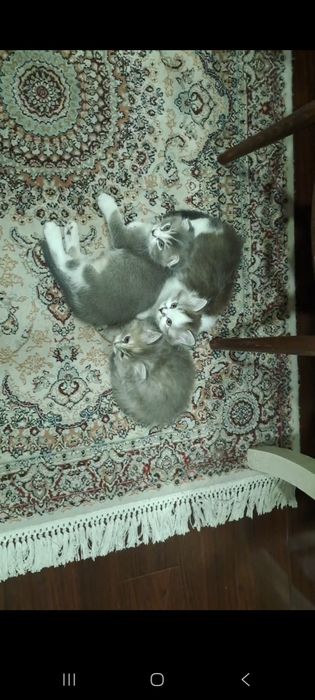Продаётся Котята Scottish Fold