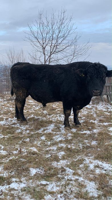 Vand sau schimb taur Angus