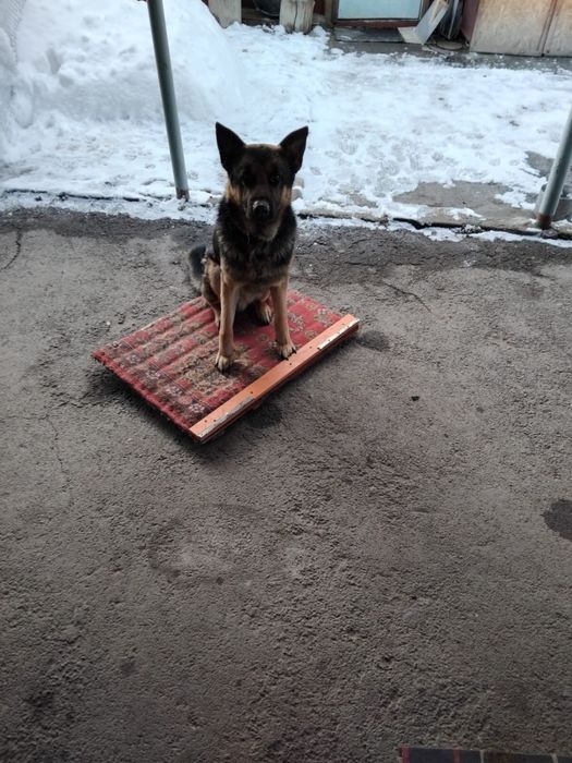 Щенки немецкой овчарки