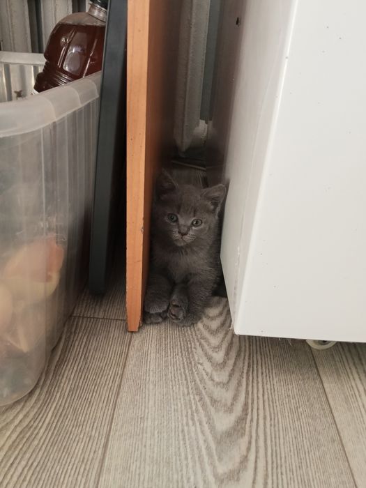 Отдам котят хорошие руки