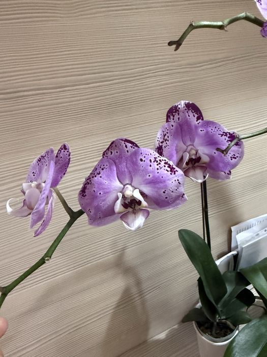 Орхидеи  отцветают, орхидея