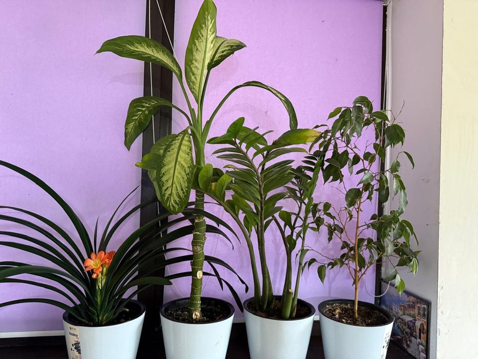 Домашние цветы .