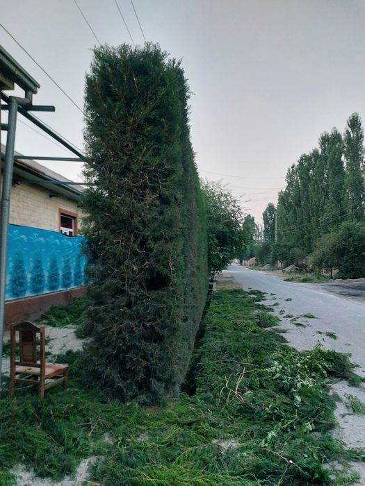 Archa va gullarga shakil berish xizmati