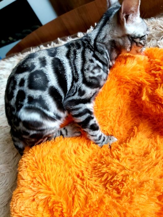 Бенгалы - Детки и Подростки - Серебро