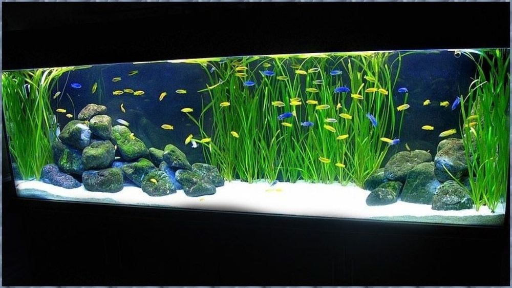 Аквариума,аквариум