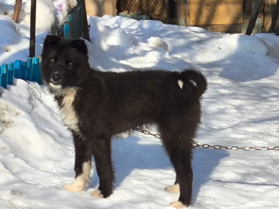 Продам щенок от лайки