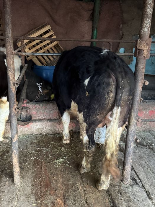 Продам    бычков