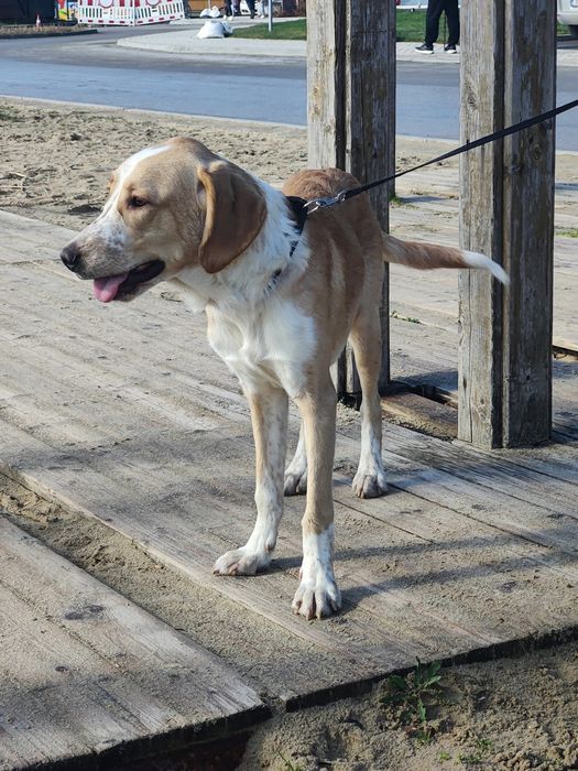 Подарява се куче