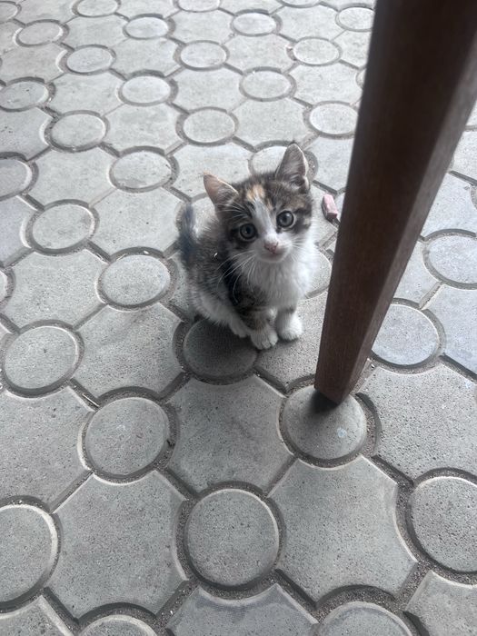 Отдам котенка, девочка