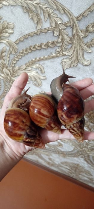 Улиткалар сотувда