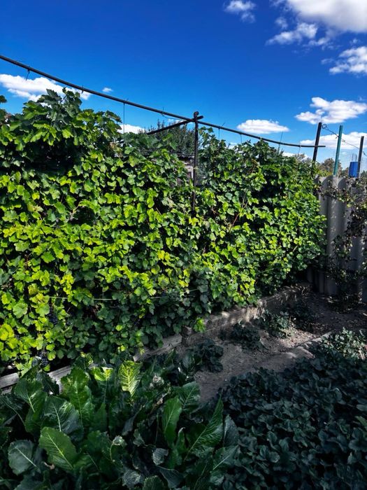 Срочно Продам дом в Кенгире