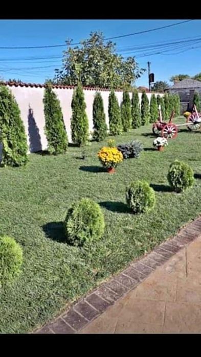 Plante ornamente pt o gradina de vis