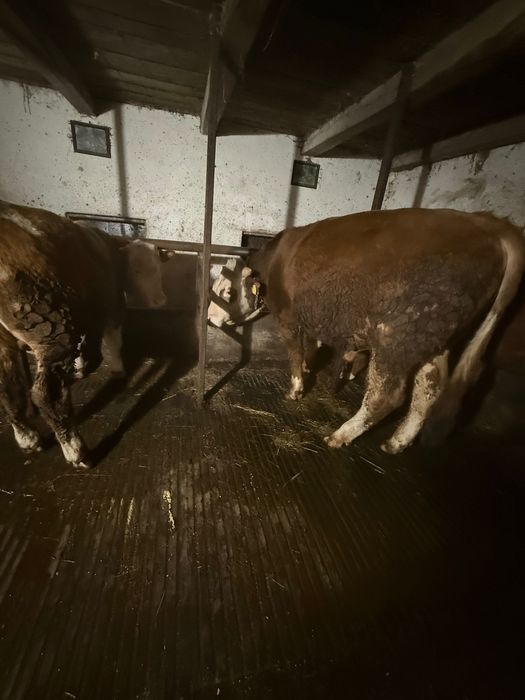 Taur și jurinca  vând pentru detalii la telefon