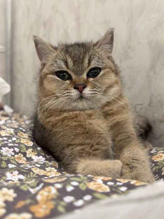 Pul judayam zarur tozza paroda mushuklar sotiladi