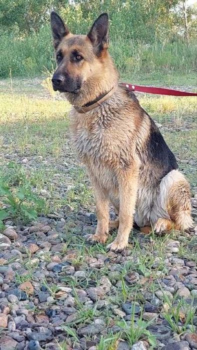 Щенок немецкой овчарки