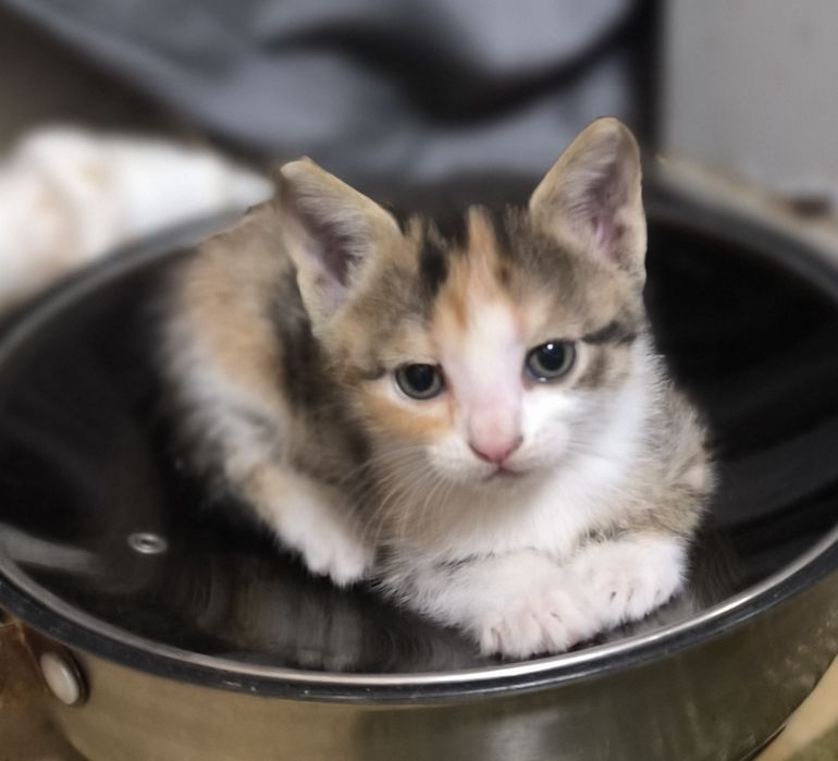 Отдам котят бесплатно