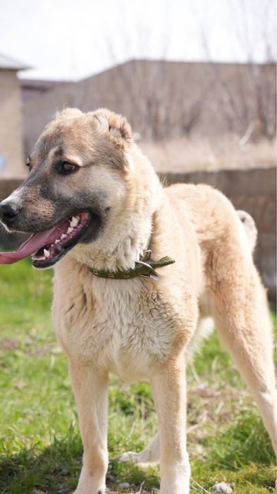 Филл. Молодой алабай. Ищет семью