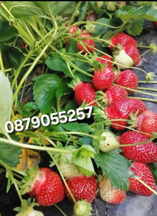 Разсад Ягоди И малини