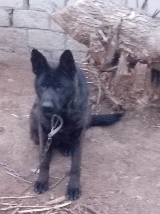 Немецкая овчарка (сука) 3года!