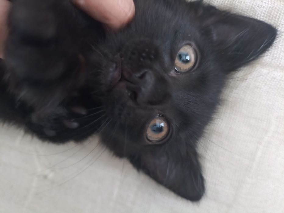Котенок 2 месяца