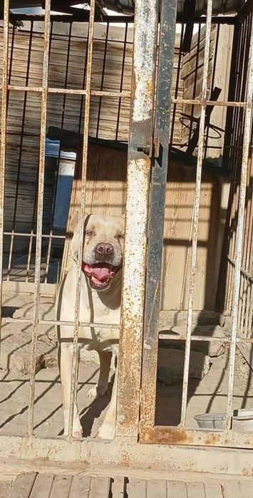 Питбуль хороших кровей