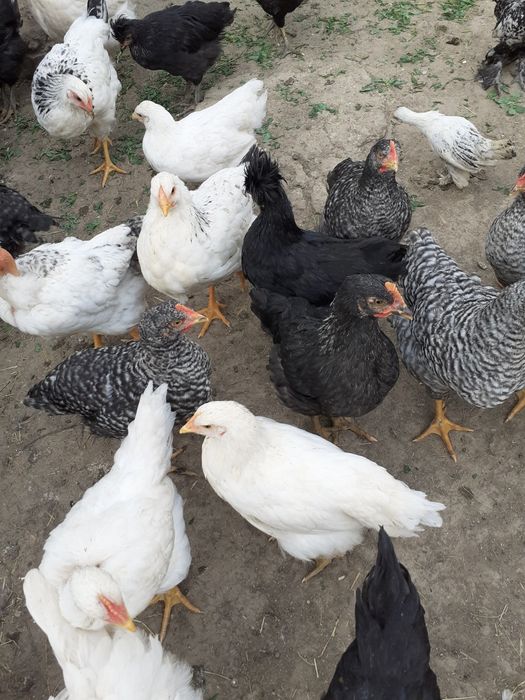 Pui de casă țărănești