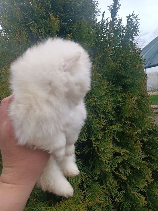 Померан/Померани