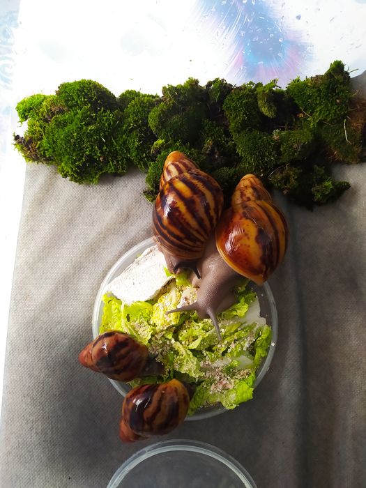 Улитки ахатины и архахатины