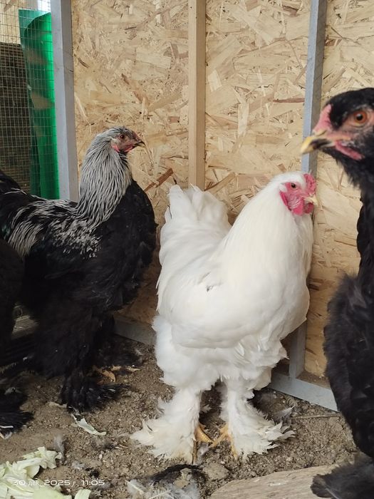 Брама молодые петухи