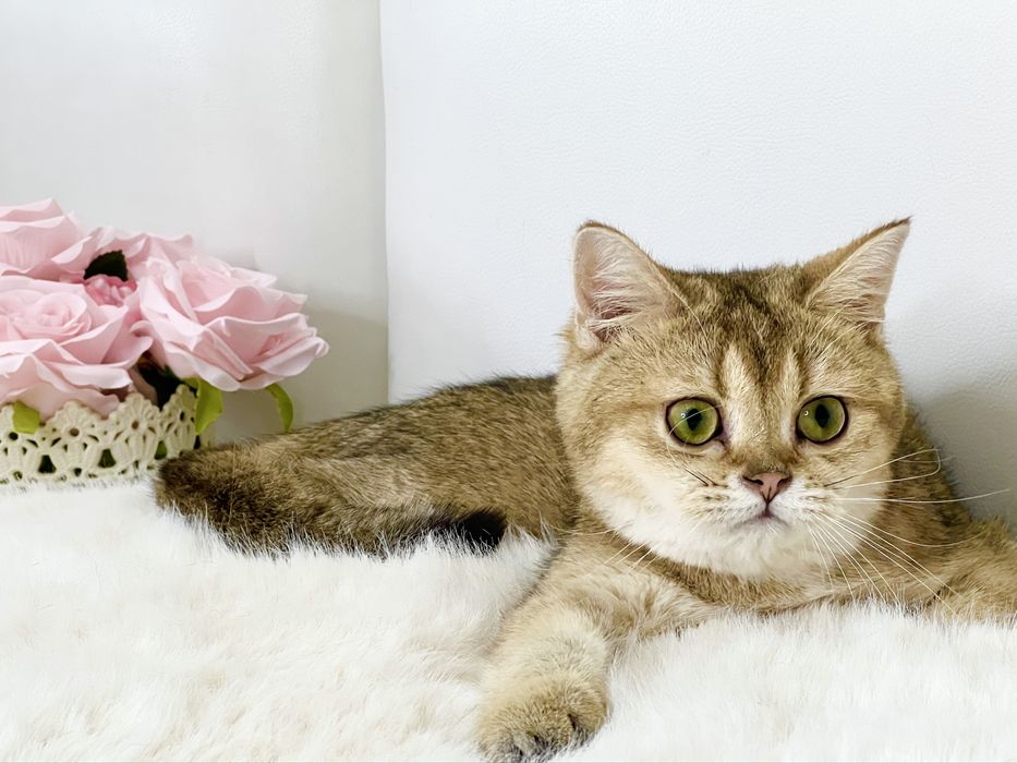 Девочка  золотая шиншилла