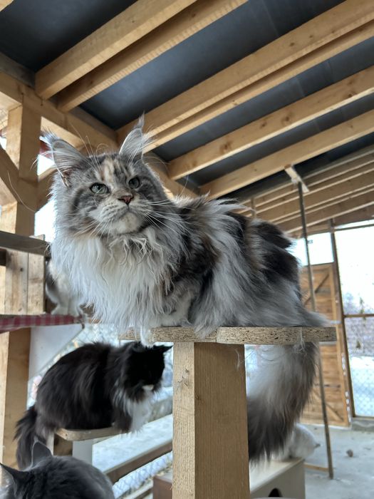 Puiut maine coon felisa autorizata