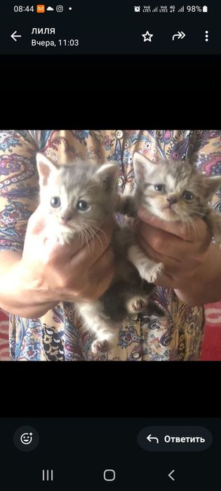 домашние животные