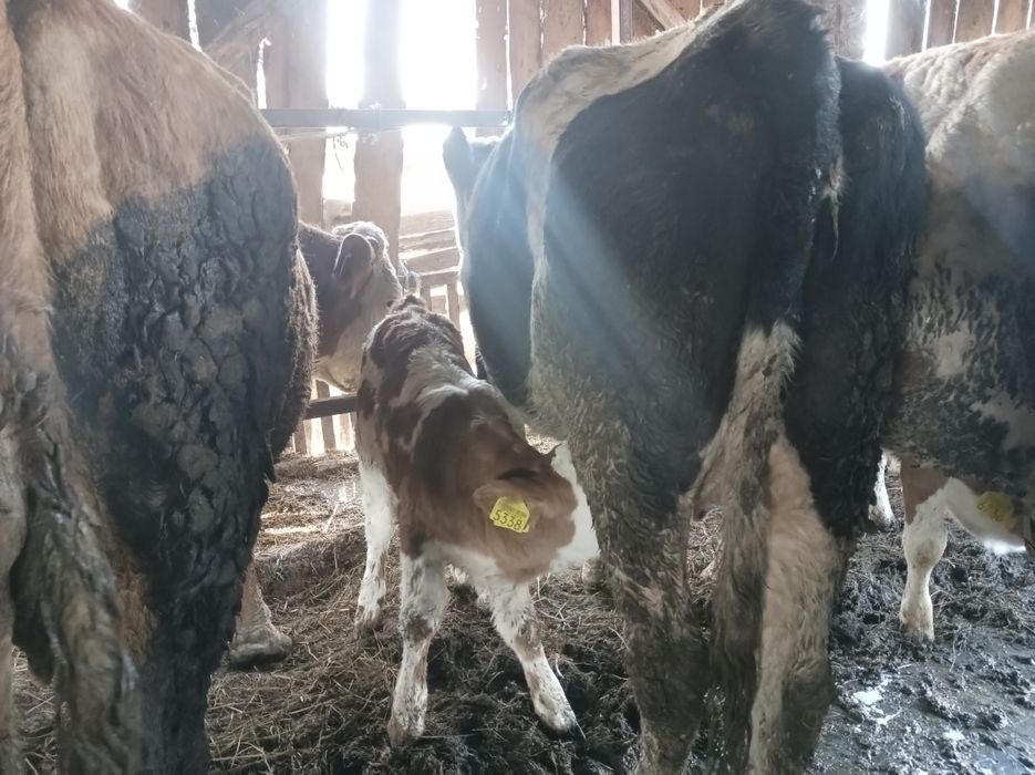 Vînd 2 vaci fatate recent si 5 gestante si un mînz