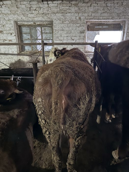 Семіз сиыр сатылады