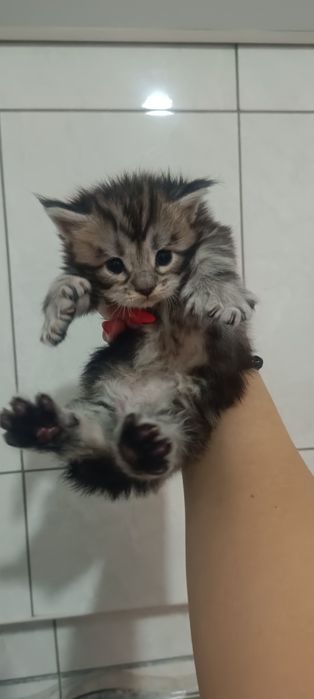 Котята мейкунчики