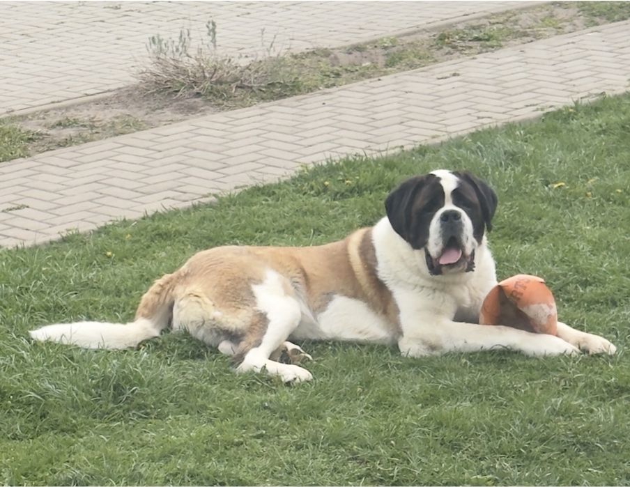 Câine 1 an Saint-Bernard  short hair mascul