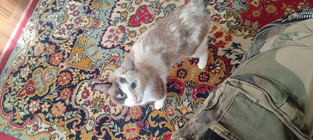 Срочно ищем дом сиамской кошке