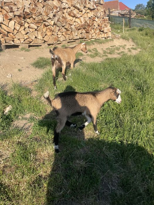 Vand capre mai multe detalii in privat