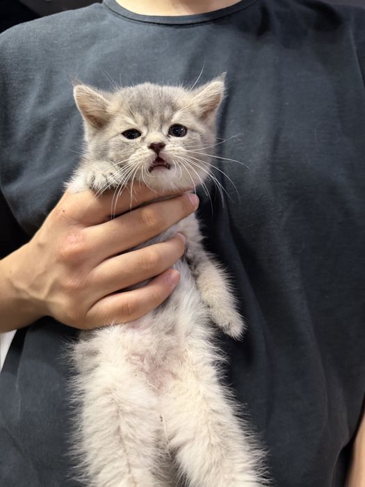 Котята британские