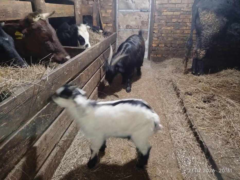 Козёл производитель