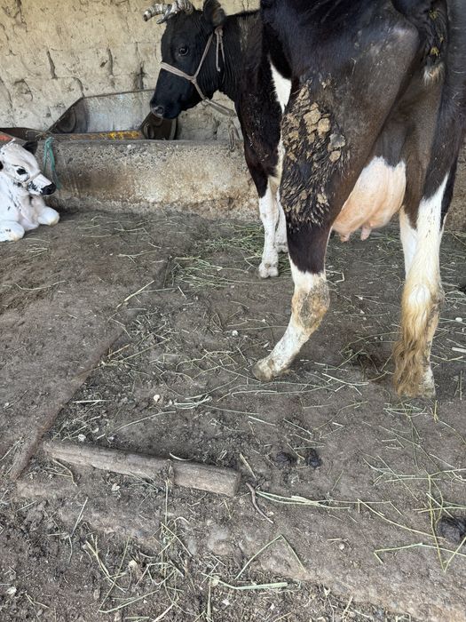 Сүтті Сиыр Сатылады