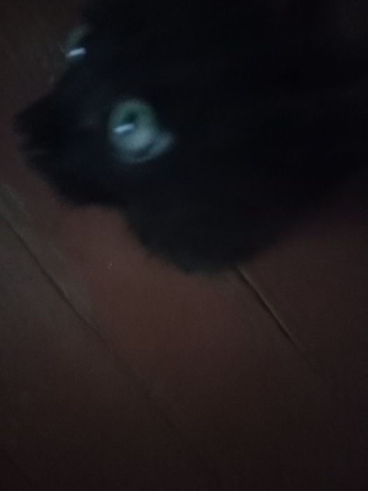 Котенок мальчик.