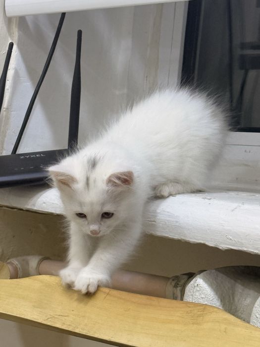 Продается домашний котенке