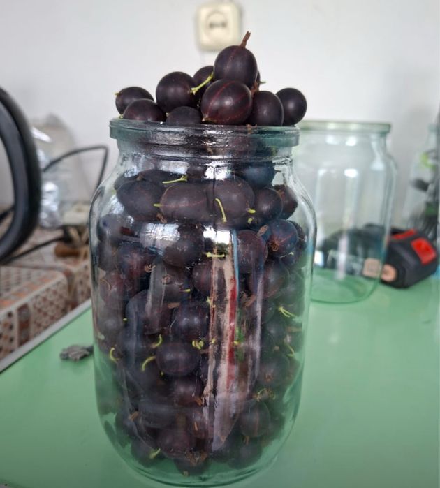 Продам крыжовник, сладкий