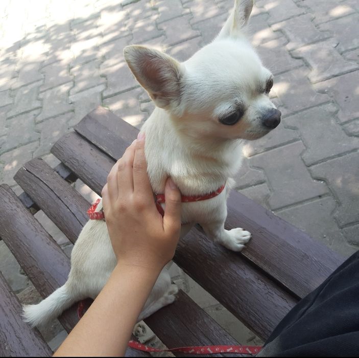Собака породы чихуахуа мини