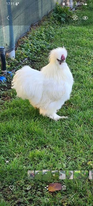 Cocoși tineri matase japoneza